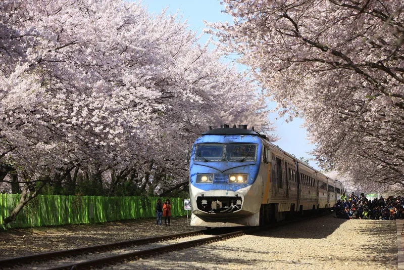 Jinhae rợp trời hoa trong mùa lễ hội xuân