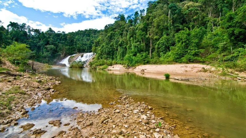 Cánh đồng Cà phê Kon Tum ngập sắc xanh