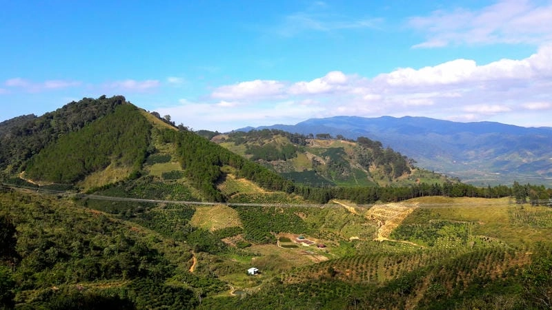 Hương thơm thoang thoảng trong rừng thông Lâm Đồng