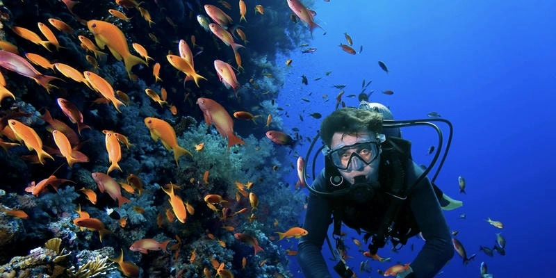 Thế giới dưới nước khi lặn biển Phú Quốc