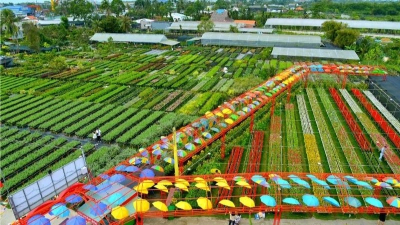 Cánh đồng hoa Sa Đéc bạt ngàn khoe sắc tươi mới