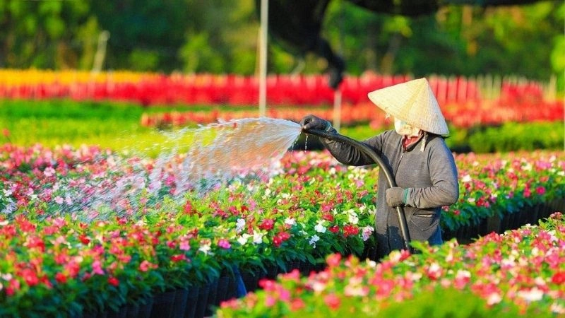 Thiên nhiên làng hoa Sa Đéc hòa quyện sắc hoa tươi