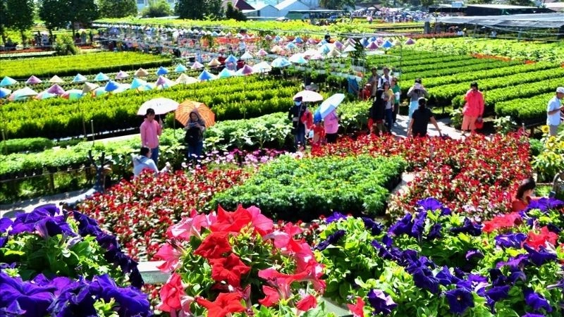 Khám phá làng hoa Sa Đéc hành trình sắc màu rực rỡ