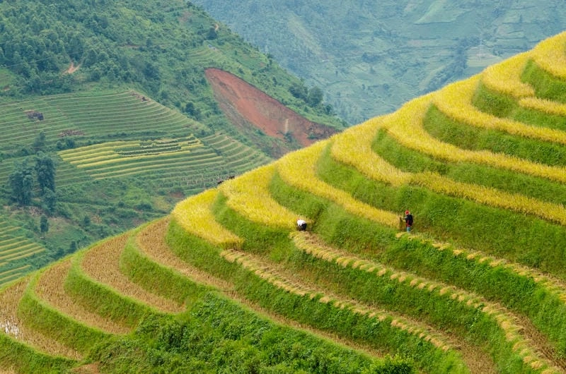 Ảnh Lào Cai đẹp với ruộng bậc thang ngập sắc vàng