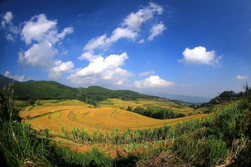 Thảm sắc lúa vàng Hòa Bình trải dài ngút mắt