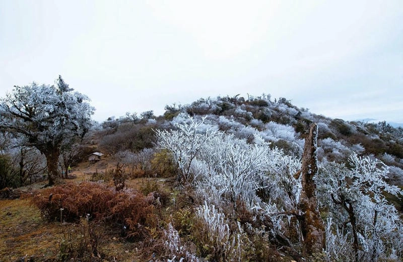 Chạm cảm xúc cùng ảnh lạnh giá Mù Cang Chải
