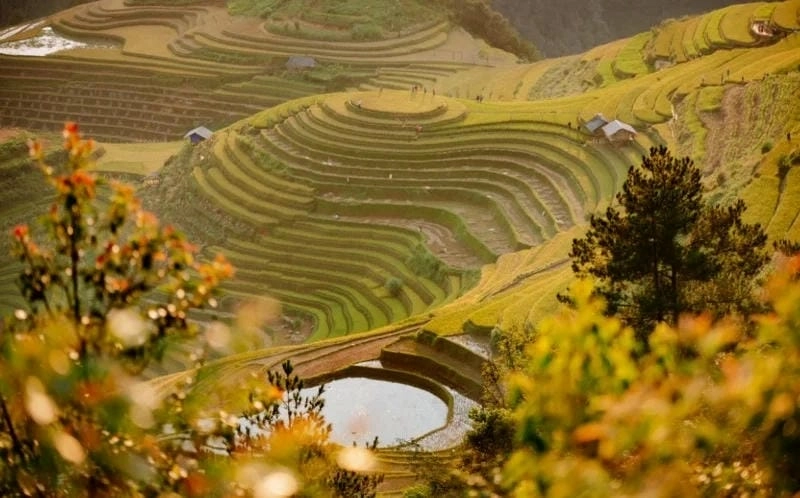 Mê mẩn đường đèo ôm trọn đèo lúa chín