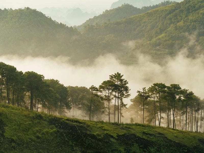 Lặng yên tĩnh mịch đồi thông mùa đông