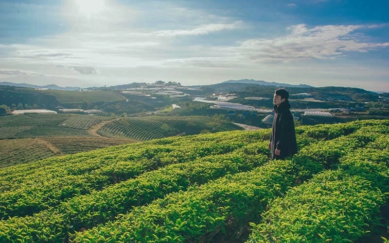 Đồi chè mùa đông Gia Lai ngập tràn sắc sương mù