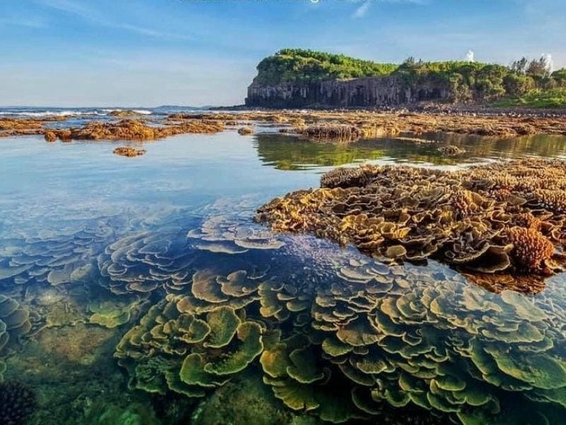 Ảnh biển Quảng Ngãi mùa hè xanh mát làm say đắm lòng người