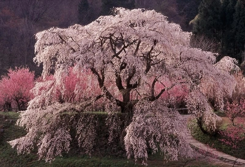 Vẻ đẹp nên thơ của mùa hoa anh đào Chile khiến lòng người xao xuyến
