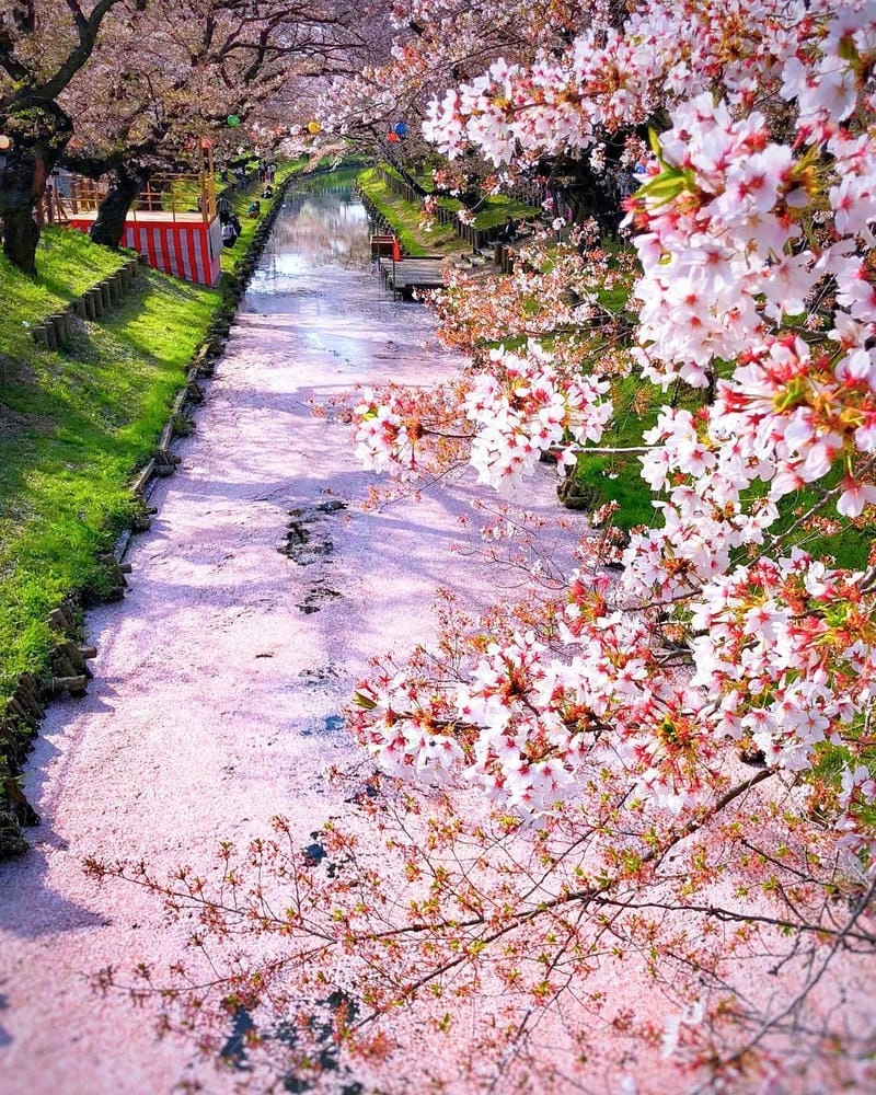 Trải nghiệm đáng nhớ cùng mùa hoa anh đào Chile là kỉ niệm khó quên