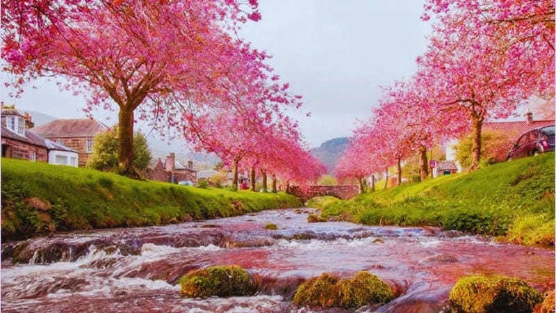 Chile thơ mộng với sắc hoa anh đào