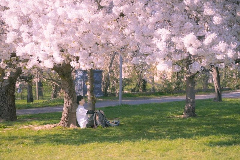 Ảnh hoa anh đào Đức đẹp rực rỡ và thơ mộng