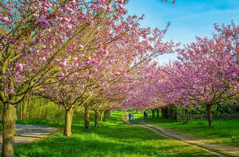 Đường hoa anh đào trải dài lãng mạn