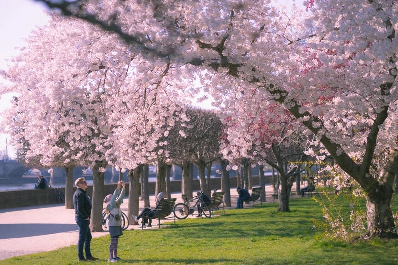 Vẻ đẹp lãng mạn của mùa hoa anh đào Đức khiến lòng người xao xuyến