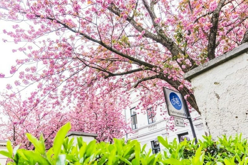 Trải nghiệm đáng nhớ cùng mùa hoa anh đào Đức là một kỉ niệm không thể nào quên