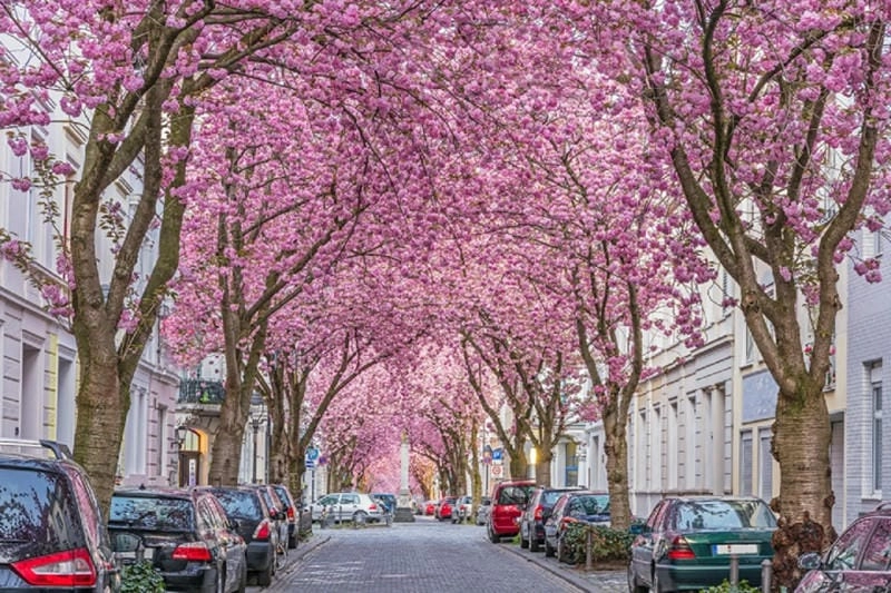 Mùa xuân Bonn ngập tràn sắc hoa anh đào