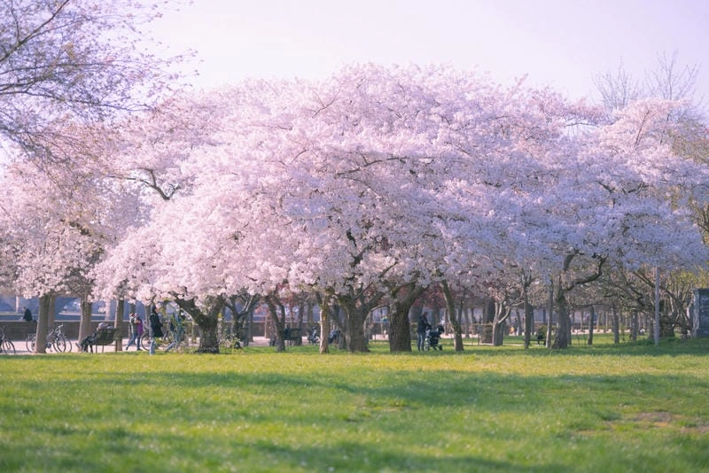 Lễ hội hoa anh đào Đức rộn ràng và vui tươi