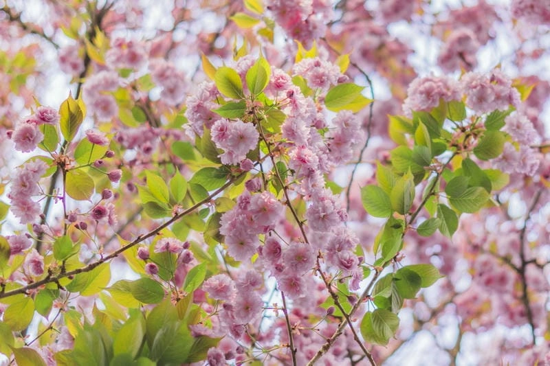 Bình minh hoa anh đào ở Đức đẹp đến nao lòng