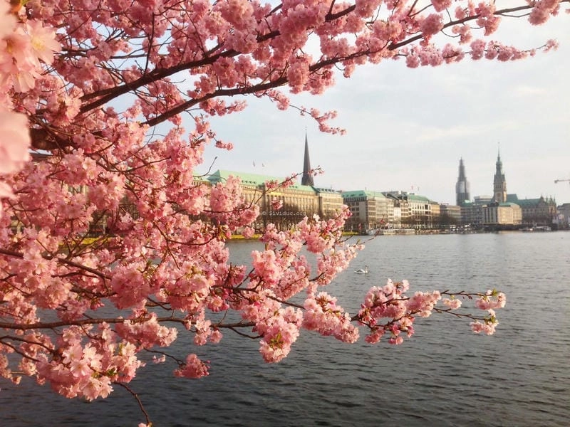 Hoa anh đào nở rộ khắp nơi trên đất Đức