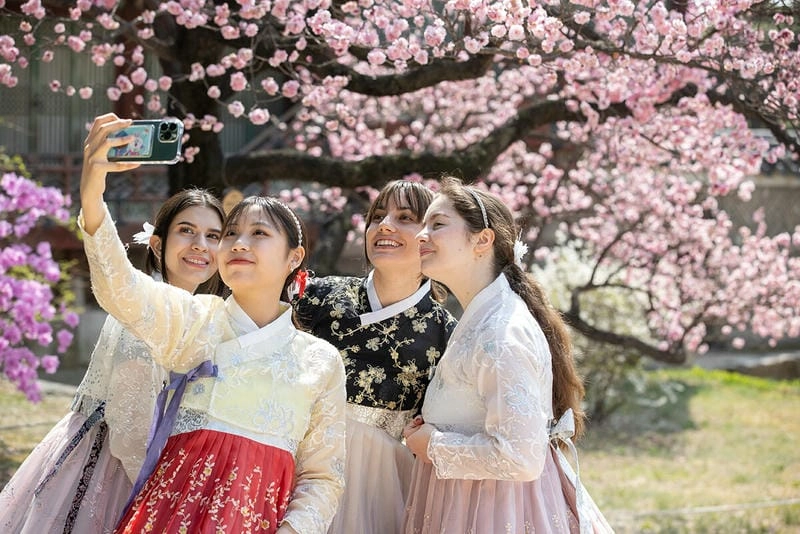 Đường hoa anh đào trải dài lãng mạn