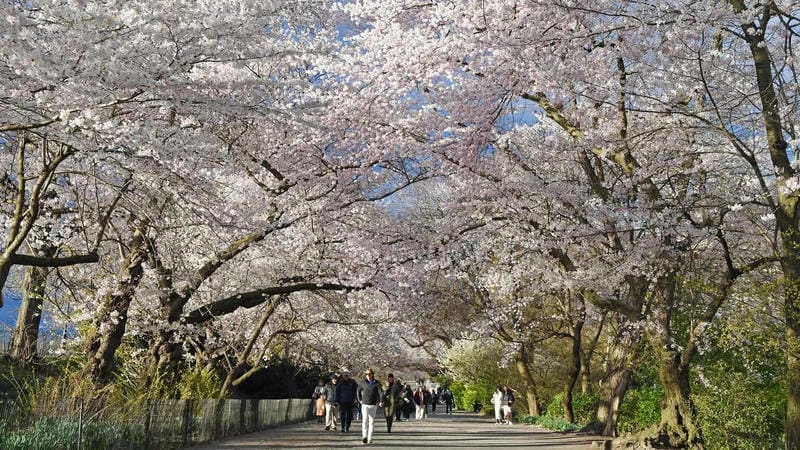 Vẻ đẹp rực rỡ của mùa hoa anh đào New Zealand khiến lòng người xao xuyến