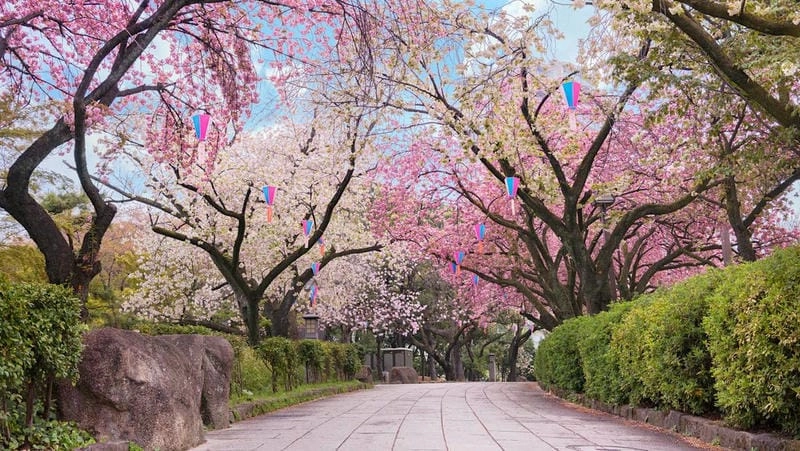 Những địa điểm ngắm mùa hoa anh đào New Zealand làm say lòng người