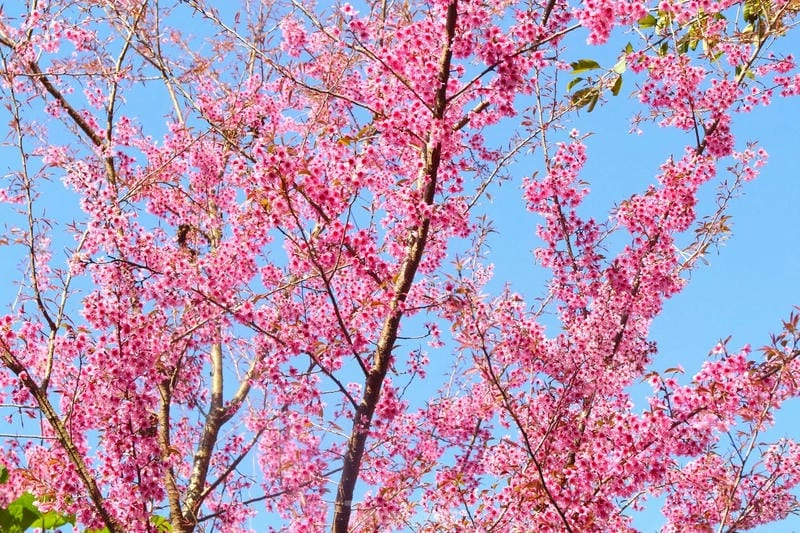 Trải nghiệm cùng mùa hoa anh đào New Zealand là kỉ niệm khó quên