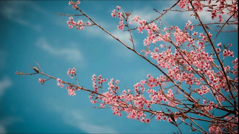 Bình minh hoa anh đào ở New Zealand đẹp đến nao lòng