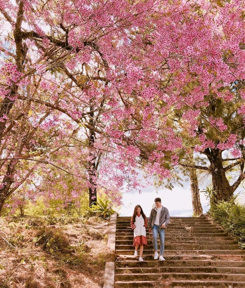 Hoa anh đào nở rộ khắp nơi trên đất New Zealand