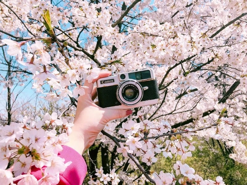 Mùa xuân Melbourne ngập tràn sắc hoa anh đào