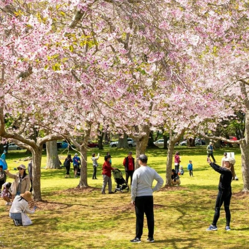 Bình minh hoa anh đào ở Úc đẹp đến nao lòng