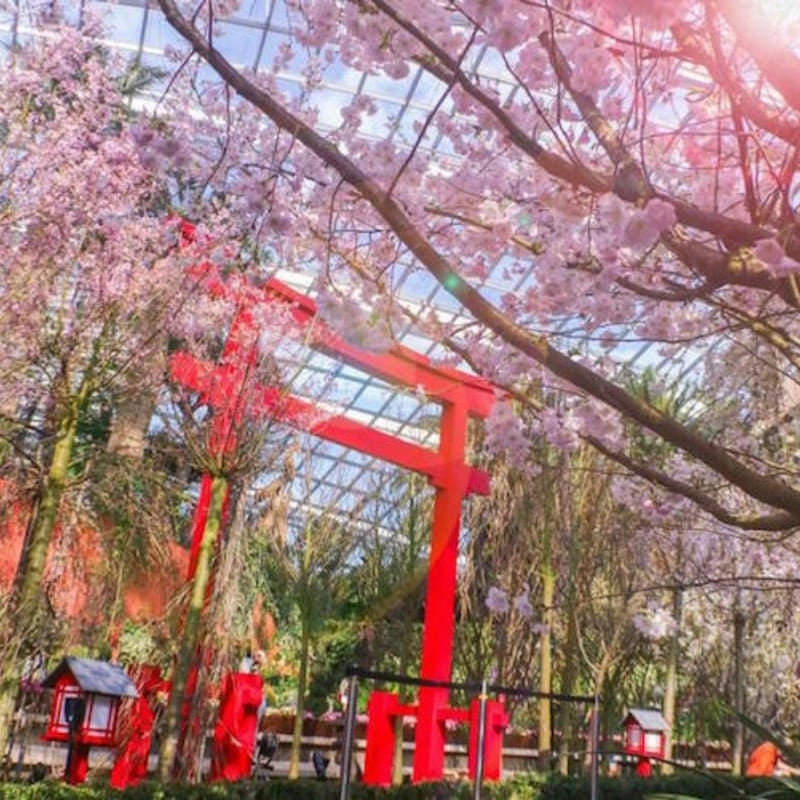 Hoàng hôn Úc lãng mạn bên những cánh hoa anh đào