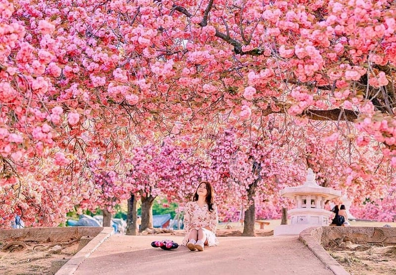 Úc thơ mộng với sắc hoa anh đào
