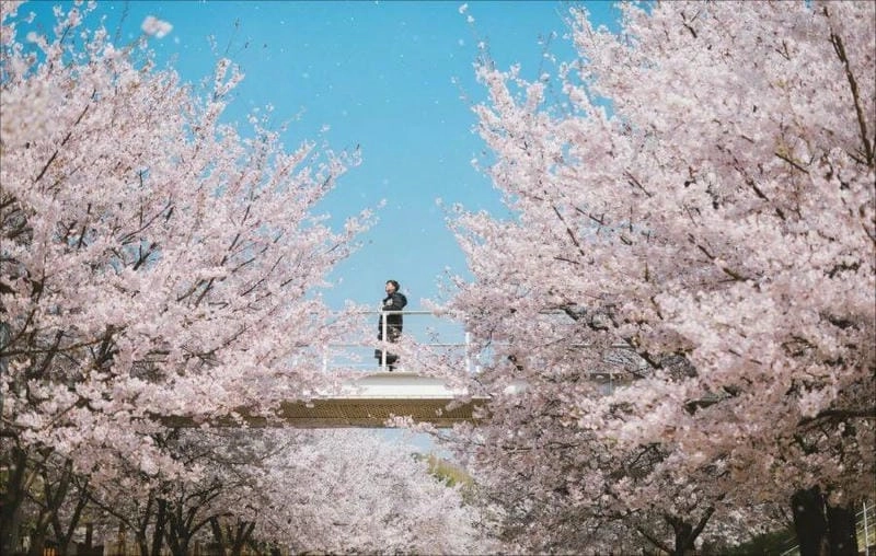 Những địa điểm ngắm mùa hoa anh đào Úc làm say lòng người