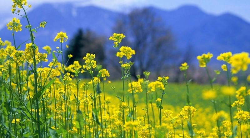 Mùa hoa cải Mộc Châu vàng rực rỡ dưới nắng xuân