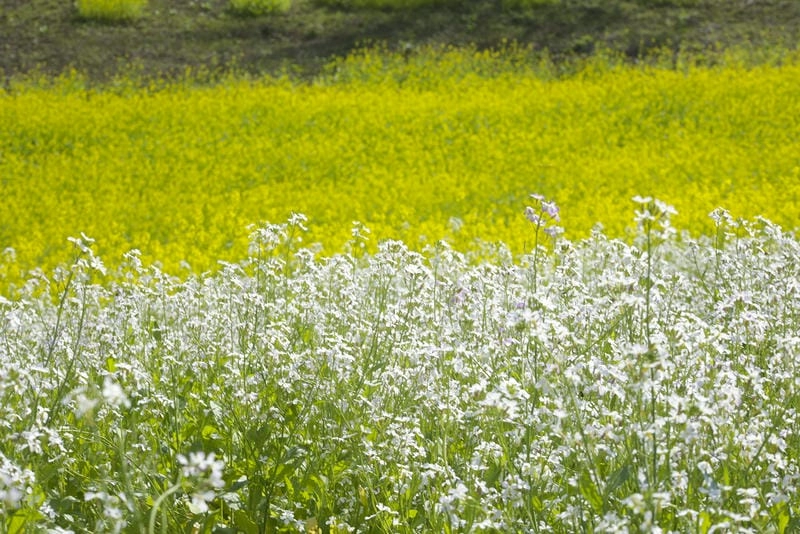 Mùa hoa cải Mộc Châu – điểm nhấn của cao nguyên