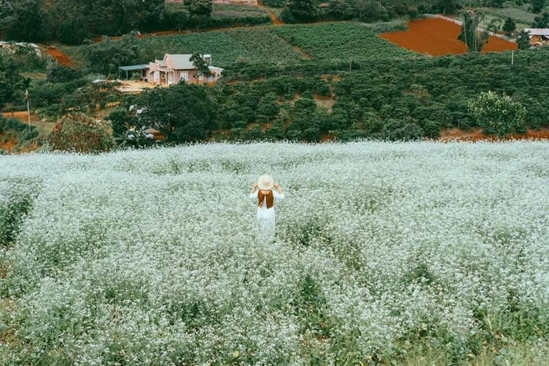 Chìm đắm trong ảnh hoa cải Đà Lạt ngập tràn thơ mộng