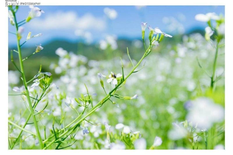 Đứng giữa đồi hoa cải trắng Đà Lạt như lạc vào xứ sở cổ tích