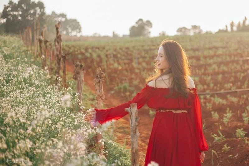 Ngỡ ngàng với bình minh hoa cải đẹp như tranh tại Đà Lạt