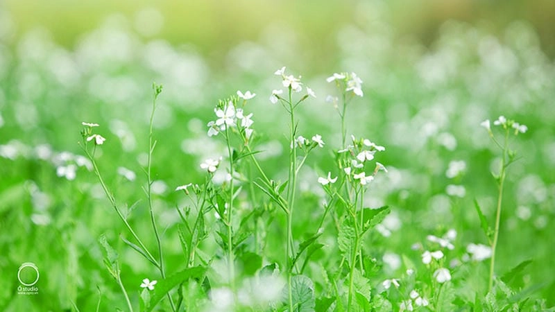 Hoàng hôn Đà Lạt phủ màu vàng dịu trên cánh đồng hoa cải