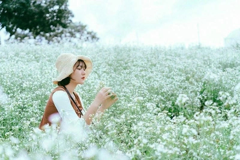 Dạo bước giữa cánh đồng hoa cải trắng tinh