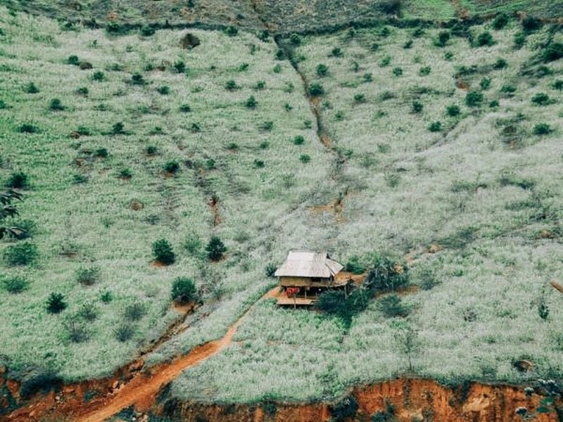 Lưu giữ ký ức mùa hoa thơ mộng rực rỡ