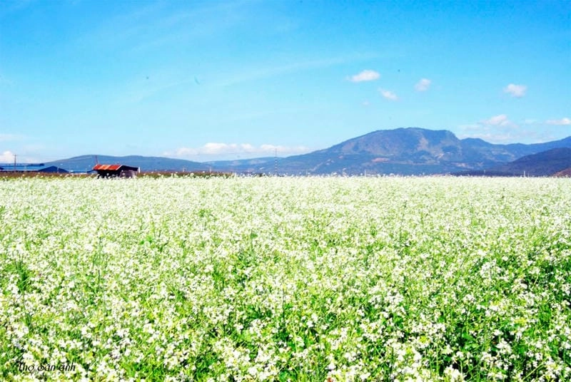 Bừng sáng không gian với hoa cải nở rộ khắp lối