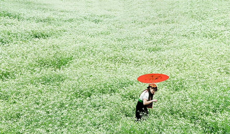 Vẻ đẹp hoa cải trắng Mù Cang Chải làm say lòng du khách