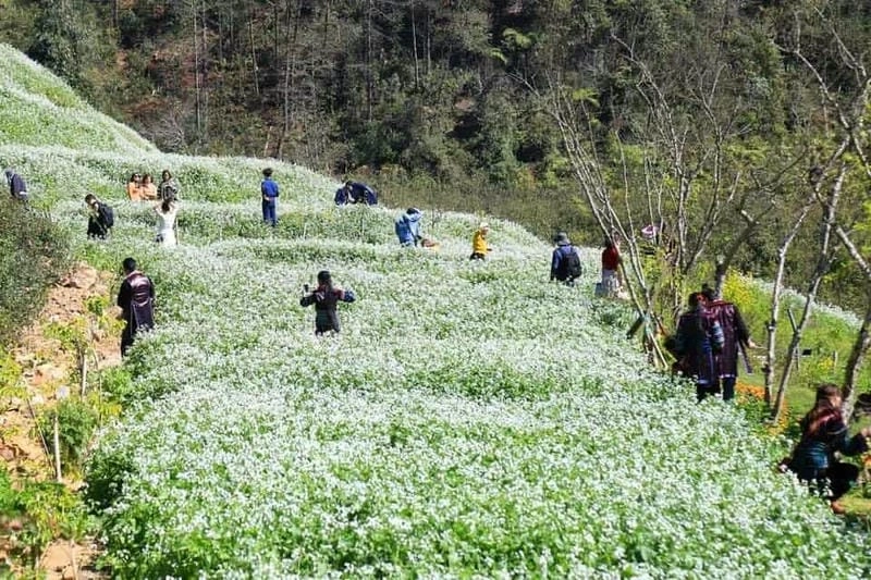 Rảo bước trong mùa đông Sapa giữa khung cảnh trắng xóa sương mờ