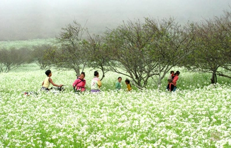 Say đắm khung cảnh sương mù hoa cải mờ ảo như tranh vẽ