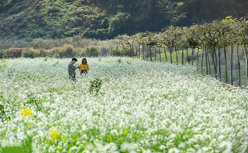 Ảnh hoa cải trắng Sơn La rực rỡ giữa trời đông
