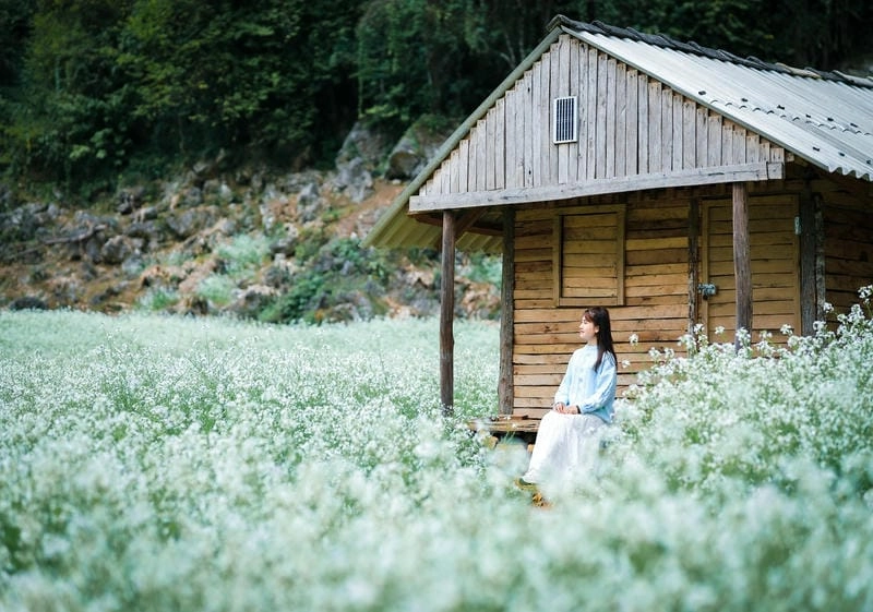 Cánh đồng hoa cải trắng Sơn La trải dài bát ngát